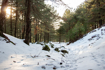 Winter landscape in the forest at sunset. The first snow in the forest. Footprints in the snow in a...