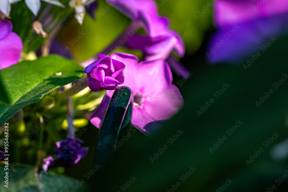 Wall mural close up of purple flower