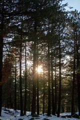 Winter landscape in the forest at sunset. The first snow in the forest. Footprints in the snow in a pine forest. Snowy winter forest with snow covered trees and rays of sun