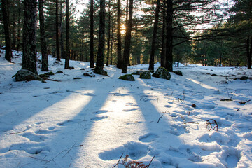 Winter landscape in the forest at sunset. The first snow in the forest. Footprints in the snow in a pine forest. Snowy winter forest with snow covered trees and rays of sun