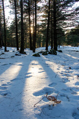 Winter landscape in the forest at sunset. The first snow in the forest. Footprints in the snow in a pine forest. Snowy winter forest with snow covered trees and rays of sun