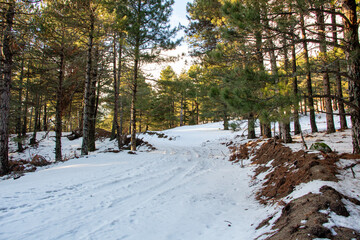 Winter landscape in the forest at sunset. The first snow in the forest. Footprints in the snow in a pine forest. Snowy winter forest with snow covered trees and rays of sun