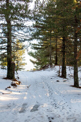 Winter landscape in the forest at sunset. The first snow in the forest. Footprints in the snow in a pine forest. Snowy winter forest with snow covered trees and rays of sun