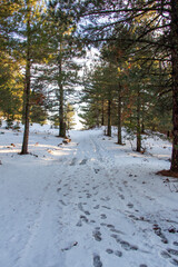 Winter landscape in the forest at sunset. The first snow in the forest. Footprints in the snow in a pine forest. Snowy winter forest with snow covered trees and rays of sun