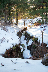 Dry grass in the snow in the winter forest, close up of photo. Snowy forest in early spring with first snow and trees around.
