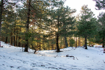 Winter landscape in the forest at sunset. The first snow in the forest. Footprints in the snow in a pine forest. Snowy winter forest with snow covered trees and rays of sun