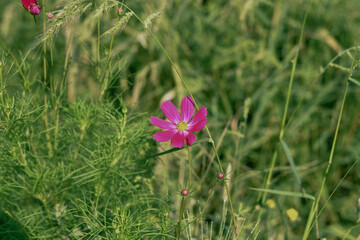Single pink cosmos flower blooming in a field