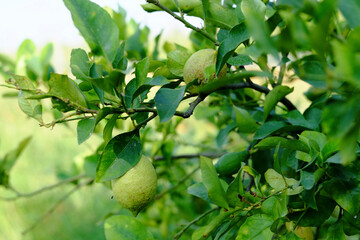 Green lemons growing on branch in orchard