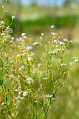 White wild daisies blooming in a summer field