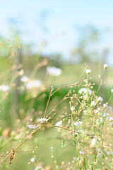 Delicate wildflowers swaying under summer sky in blurred field