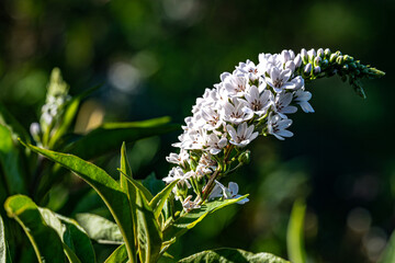 butterfly on a flower