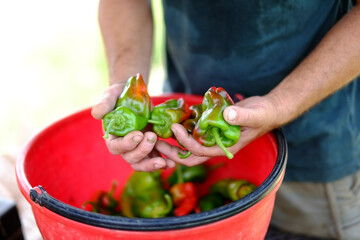Farmer holding freshly harvested green peppers in hands
