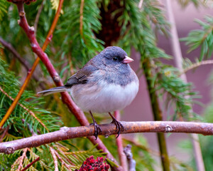 Junco Dark-eyed Photo and Image.  Close-up front view perched with a coniferous forest background in its environment and habitat surrounding