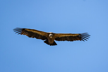 vulture in flight