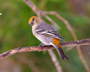 Pine Grosbeak Photo and Image.  Female perched on a branch with a blur forest background in its environment and habitat surrounding and displaying rust colour feather plumage.
