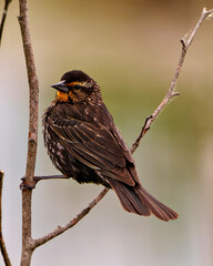 Red-Winged Blackbird Photo and Image.  Blackbird juvenile close-up side view, perched on a twig with a brown background in its environment and habitat.