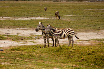 Two plains zebra in amboseli national park, Kenya