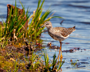 Common Sandpiper Photo and Image.   Sandpiper close-up view standing in the water with a blue water background in its marsh environment and habitat.