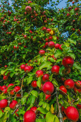 A Lush Apple Tree is Bursting with Juicy Ripe Red Apples Under the Clear Blue Sky Outdoors