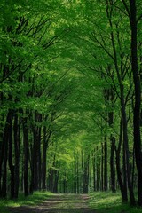 Fototapeta premium Sun rays penetrating the dense canopy of a green forest, casting beautiful patterns and a calming ambiance below.
