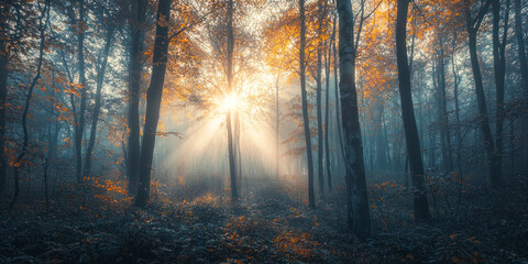 Autumn foggy forest scene with rising sun beaming through the morning fog. Wide angle, moody.