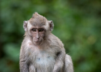 Balinese Long Tailed Macaque Monkey