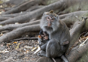 Balinese Long Tailed Macaque Monkey