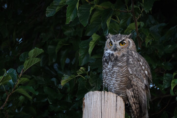 great horned owl sitting on a post near a tree early in the evening