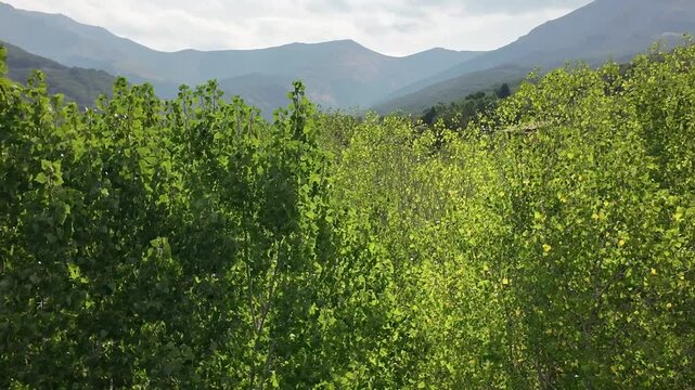 Paneo de camara en un paisaje de monta&ntilde;a y campo con arboles frondosos y verdes con colinas en el horizonte en primavera