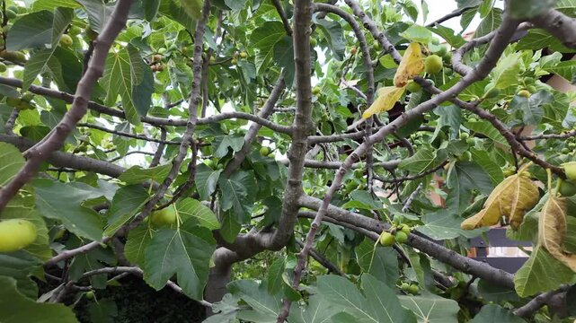 Higuera con frutos