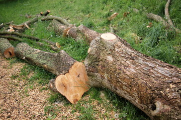 Fototapeta premium firewood prepared for heating the house in winter.