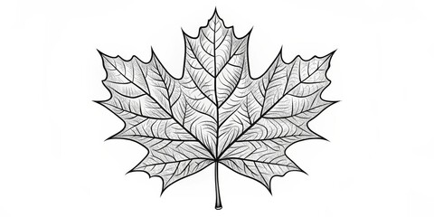 Intricate Black and White Maple Leaf, Line Art, Detailed Veins, Nature, Leaf, Autumn, Fall