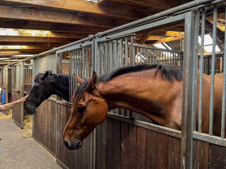 Beautiful horses standing in a wooden stall 