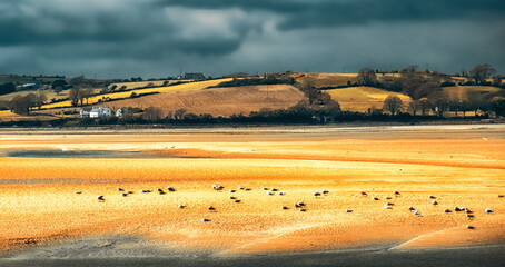 A sandy beach with a few birds scattered across it. The beach slopes gently toward a small body of water in the distance, and there are rolling hills in the background. The sky is cloudy and overcast.