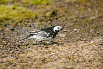 A white wagtail bird is walking on rough, uneven ground. The bird has black stripes on its wings and a black band across its eye. The ground is covered with small rocks and pebbles.