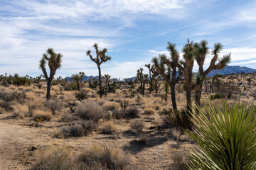 joshua tree national park