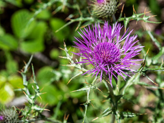 Milk thistle (Galactites tomentosus) also known as felt milk thistle. Taken in Madeira.