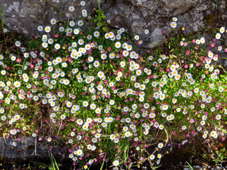 Dense Karvinsky's orchid (Erigeron karvinskianus) flower carpet. This plant is also known as the Spanish daisy or wall daisy.