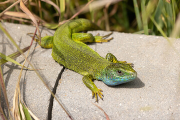 A Beautiful Lizard Basking in the Sun
