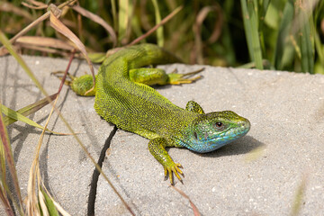 A Beautiful Lizard Basking in the Sun