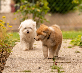 portrait d'un chiot akita regardant derrière lui, un autre chien blanc de même taille