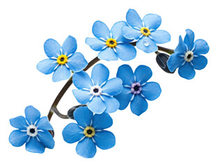 Fototapeta premium PNG Flower forget-me-not blossom nature.
