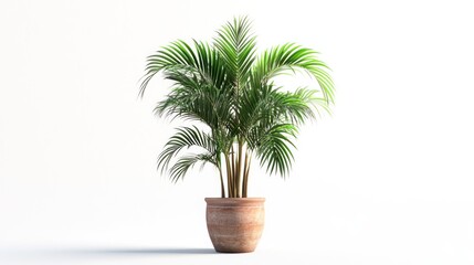 Potted Palm Tree on White Background