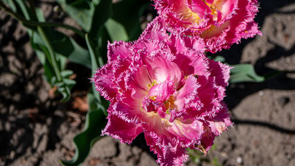 pink and yellow flower