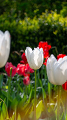 white tulips in the garden