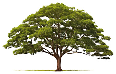 PNG Plant tree tranquility outdoors.