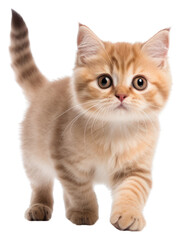 Fototapeta premium PNG Mammal animal kitten pet.