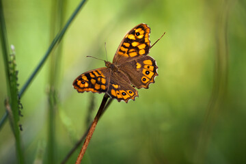 Pararge aegeria. Butterfly in its natural environment. 