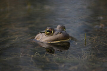 Green Frog 