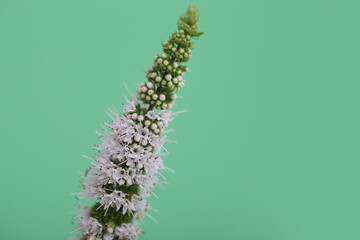 The blooming mint plant with green background © Antonio Nardelli